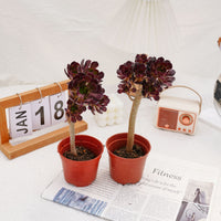 4'' Aeonium Wine Red, Rare Live Succulent Plants