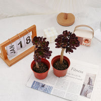 4'' Aeonium Wine Red, Rare Live Succulent Plants