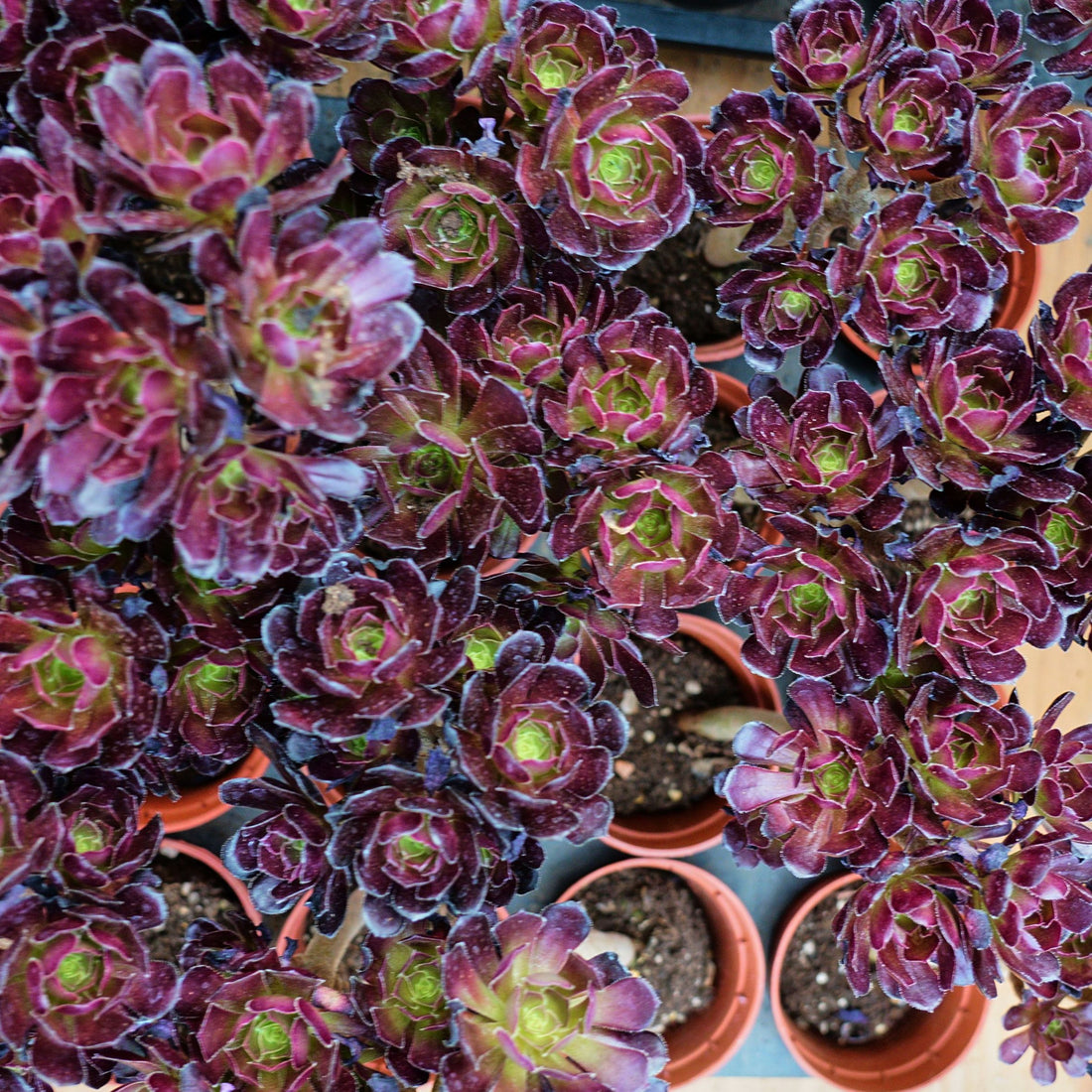 4'' Aeonium Wine Red, Rare Live Succulent Plants