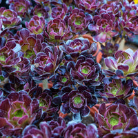 4'' Aeonium Wine Red, Rare Live Succulent Plants