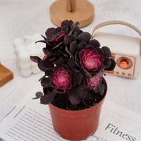 6'' Aeonium Copper Kettle Variegated, Rare Live Succulent Plants