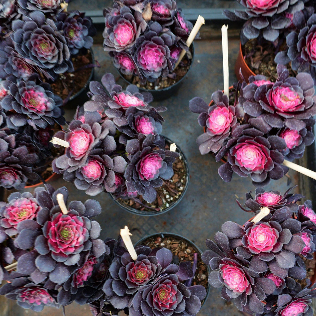 6'' Aeonium Copper Kettle Variegated, Rare Live Succulent Plants