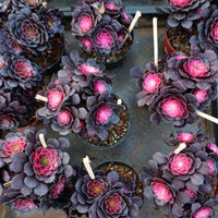6'' Aeonium Copper Kettle Variegated, Rare Live Succulent Plants