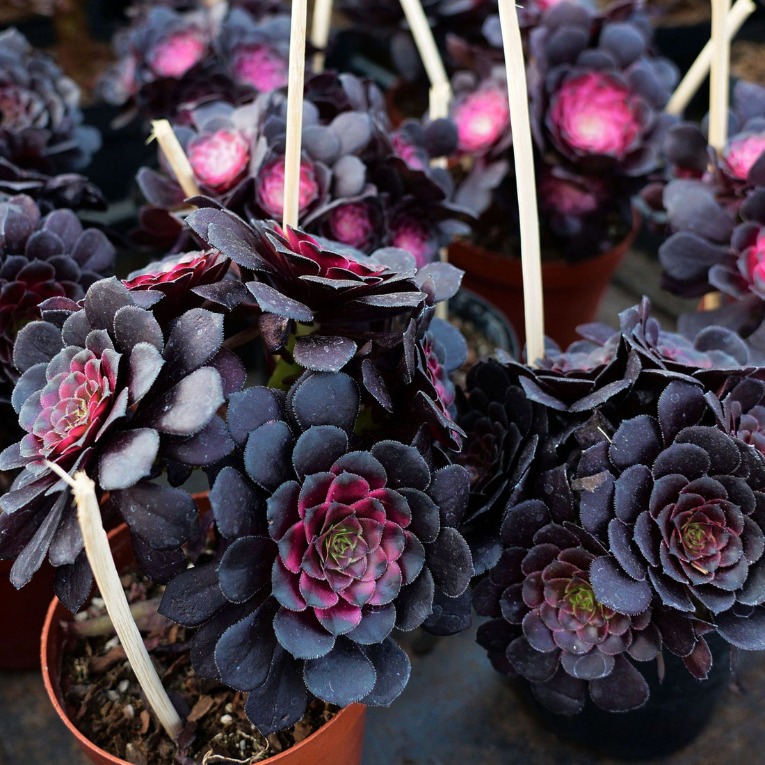 6'' Aeonium Copper Kettle Variegated, Rare Live Succulent Plants