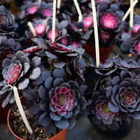 6'' Aeonium Copper Kettle Variegated, Rare Live Succulent Plants