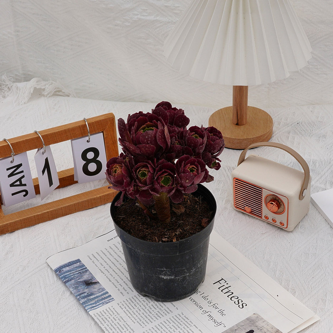 6'' Aeonium Dutch Round Leaf, Rare Live Succulent Plants