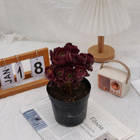 6'' Aeonium Dutch Round Leaf, Rare Live Succulent Plants