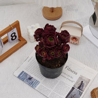 6'' Aeonium Dutch Round Leaf, Rare Live Succulent Plants
