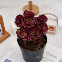 6'' Aeonium Dutch Round Leaf, Rare Live Succulent Plants