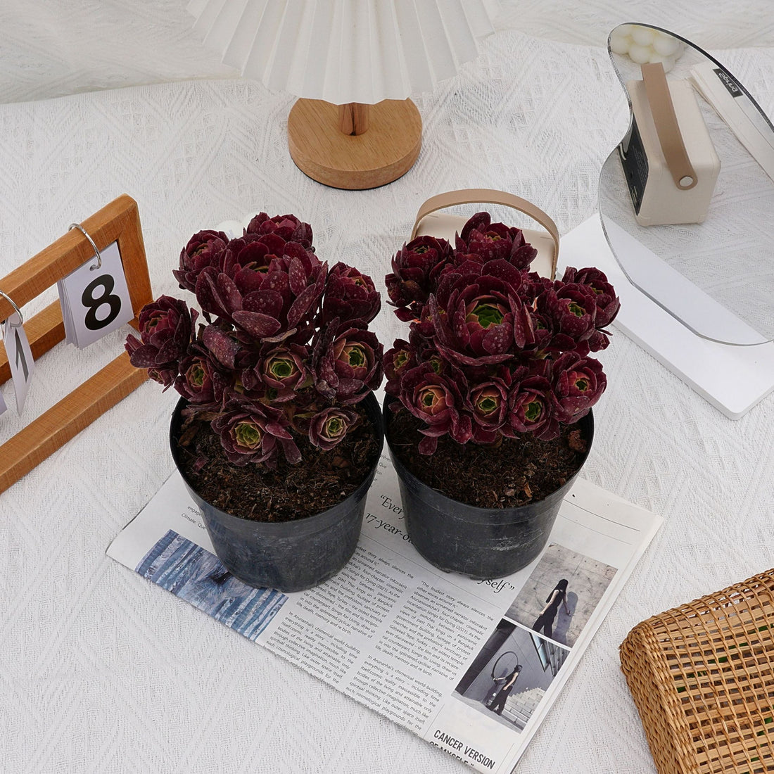 6'' Aeonium Dutch Round Leaf, Rare Live Succulent Plants