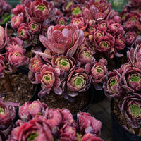 6'' Aeonium Dutch Round Leaf, Rare Live Succulent Plants