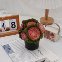 7'' Aeonium Halloween Medicinal Variegated, Rare Live Succulent Plants
