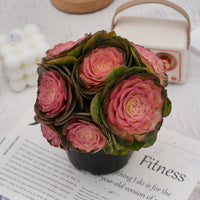 7'' Aeonium Halloween Medicinal Variegated, Rare Live Succulent Plants
