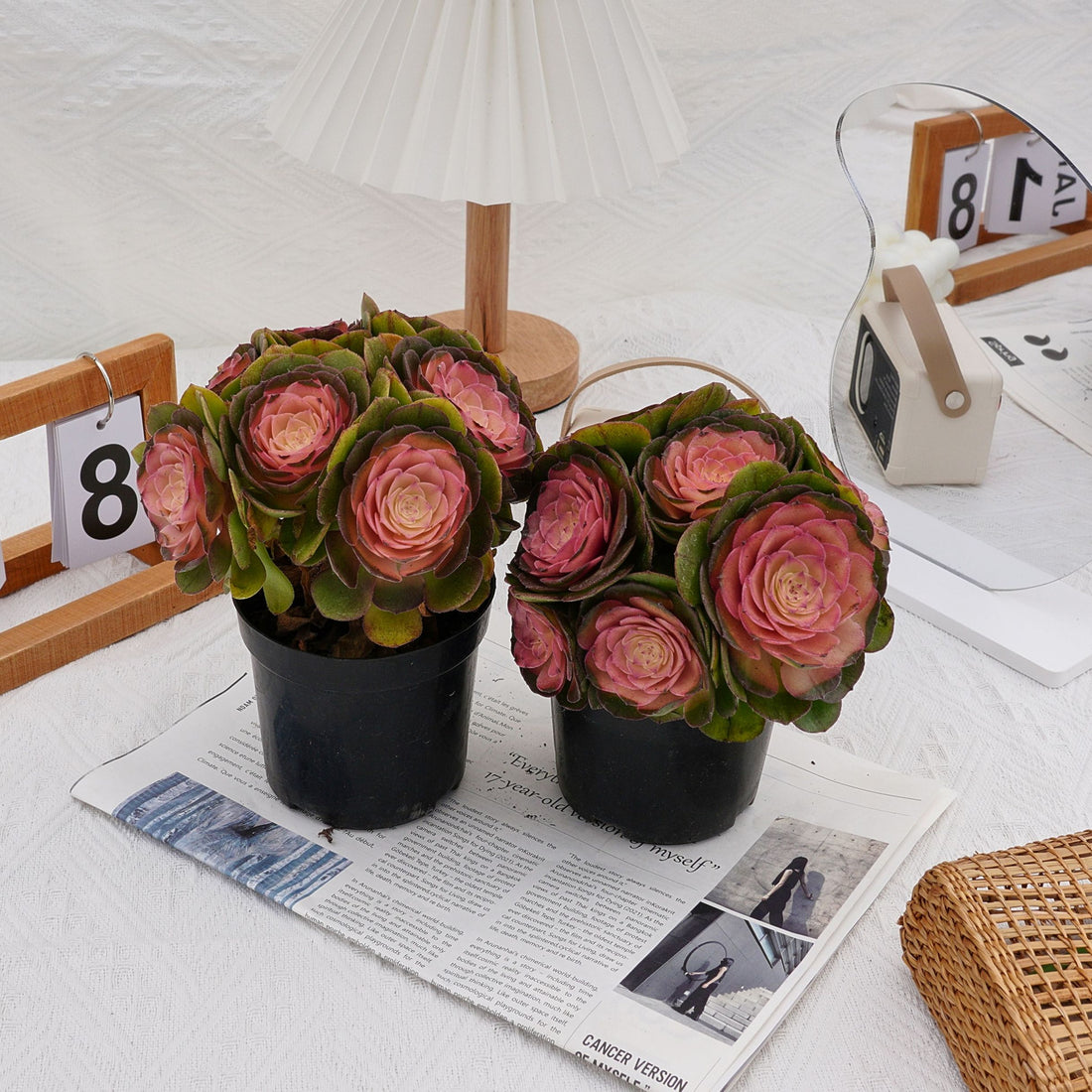 7'' Aeonium Halloween Medicinal Variegated, Rare Live Succulent Plants