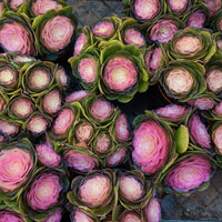 7'' Aeonium Halloween Medicinal Variegated, Rare Live Succulent Plants