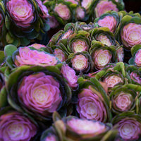 7'' Aeonium Halloween Medicinal Variegated, Rare Live Succulent Plants