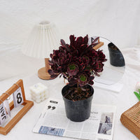 7'' Aeonium Super Bang, Rare Live Succulent Plants