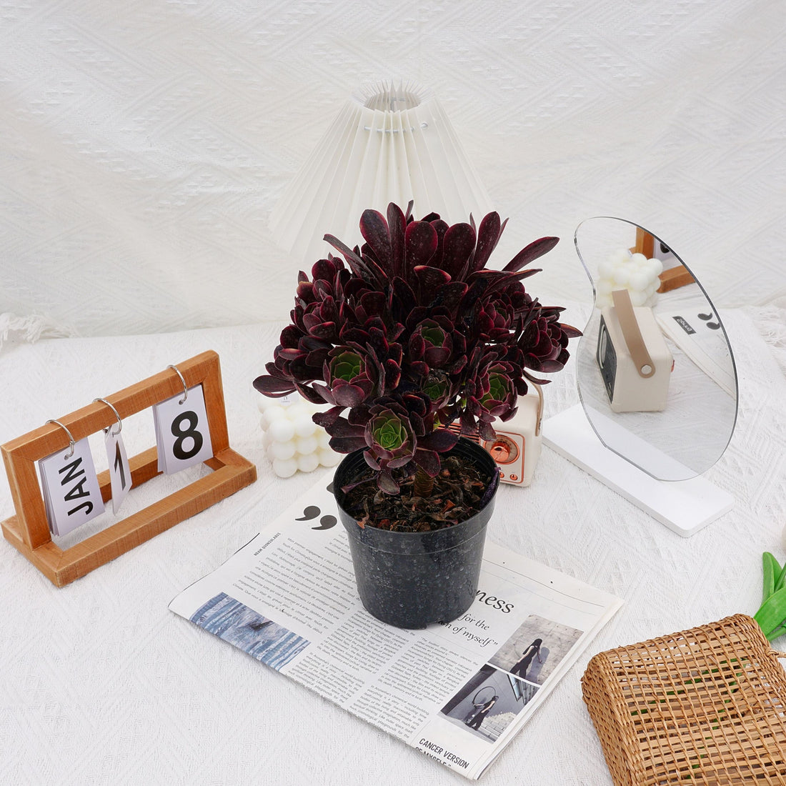 7'' Aeonium Super Bang, Rare Live Succulent Plants
