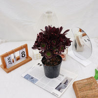7'' Aeonium Super Bang, Rare Live Succulent Plants