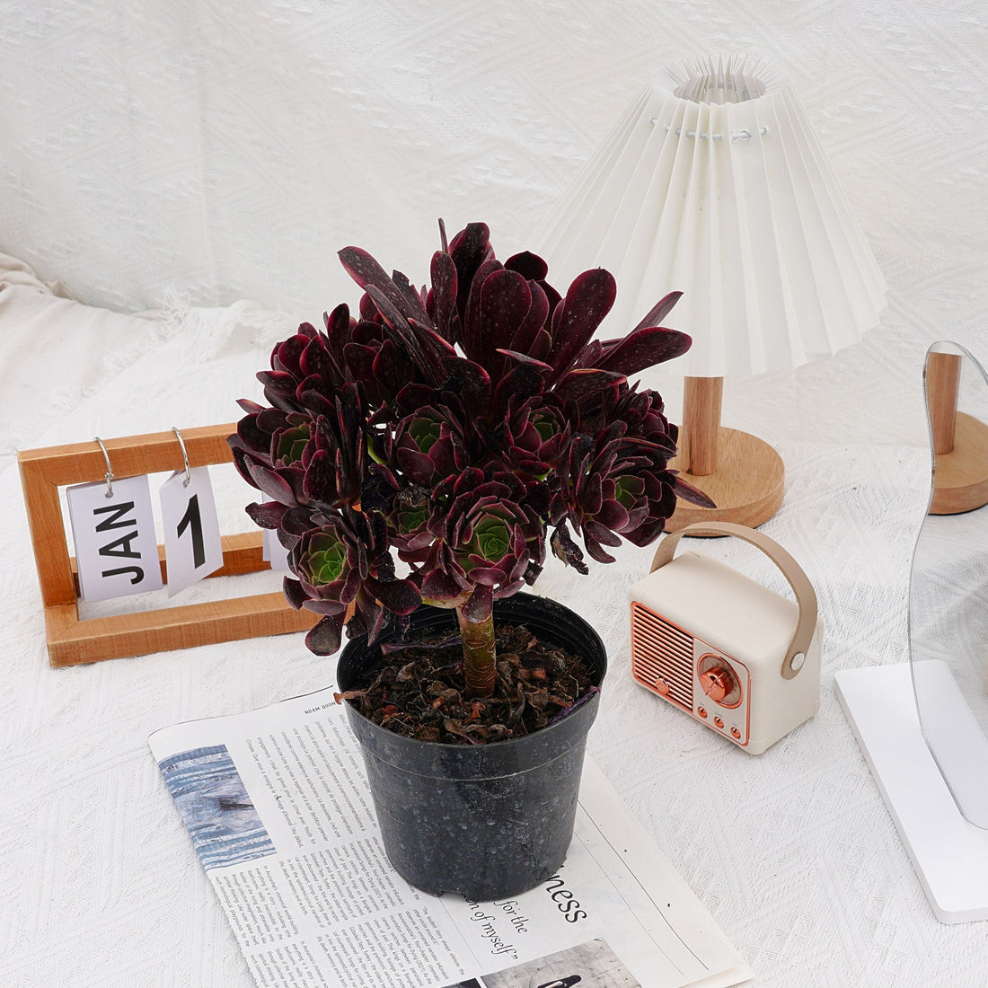 7'' Aeonium Super Bang, Rare Live Succulent Plants