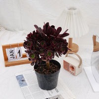 7'' Aeonium Super Bang, Rare Live Succulent Plants