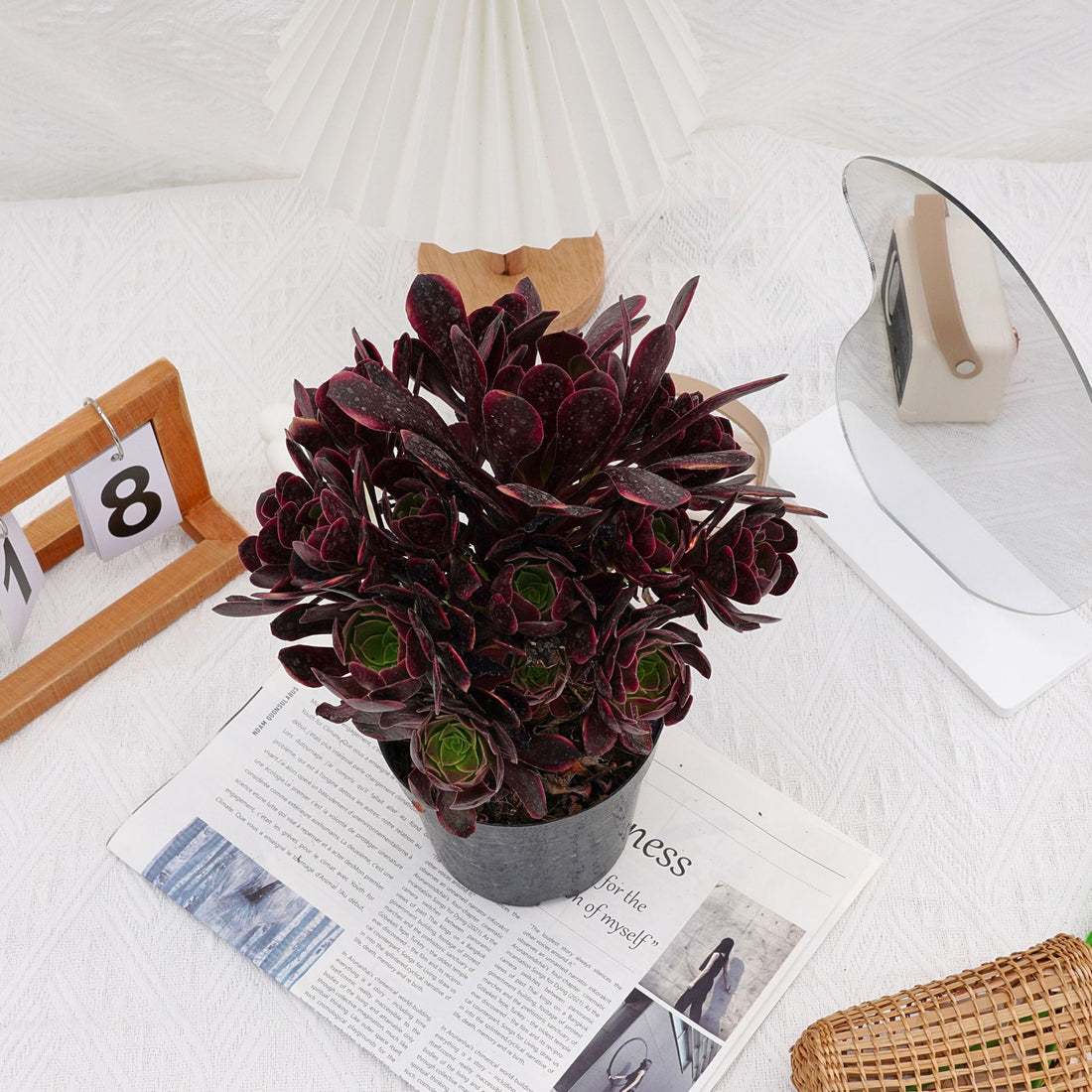 7'' Aeonium Super Bang, Rare Live Succulent Plants