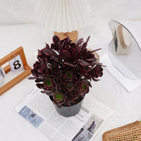 7'' Aeonium Super Bang, Rare Live Succulent Plants