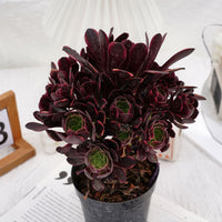 7'' Aeonium Super Bang, Rare Live Succulent Plants