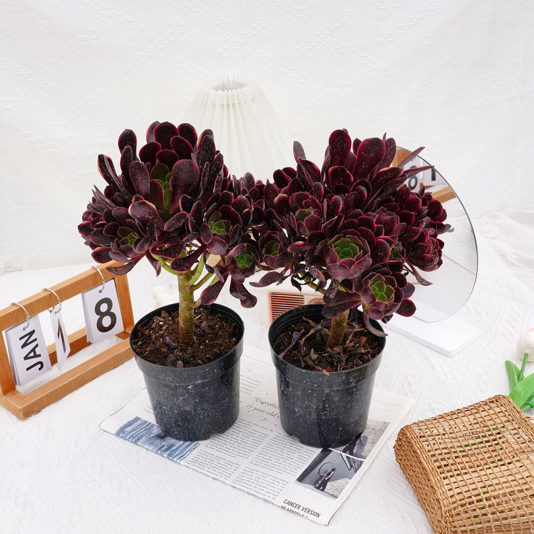 7'' Aeonium Super Bang, Rare Live Succulent Plants