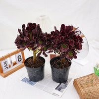 7'' Aeonium Super Bang, Rare Live Succulent Plants