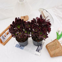 7'' Aeonium Super Bang, Rare Live Succulent Plants