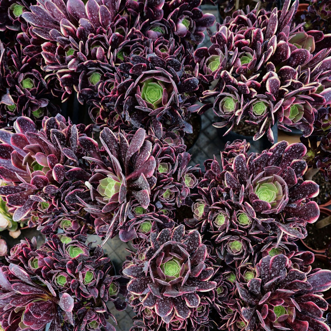 7'' Aeonium Super Bang, Rare Live Succulent Plants