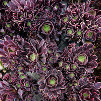 7'' Aeonium Super Bang, Rare Live Succulent Plants