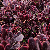 7'' Aeonium Super Bang, Rare Live Succulent Plants