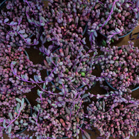5'' Othonna Capensis Bailey, Rare Live Succulent Plants