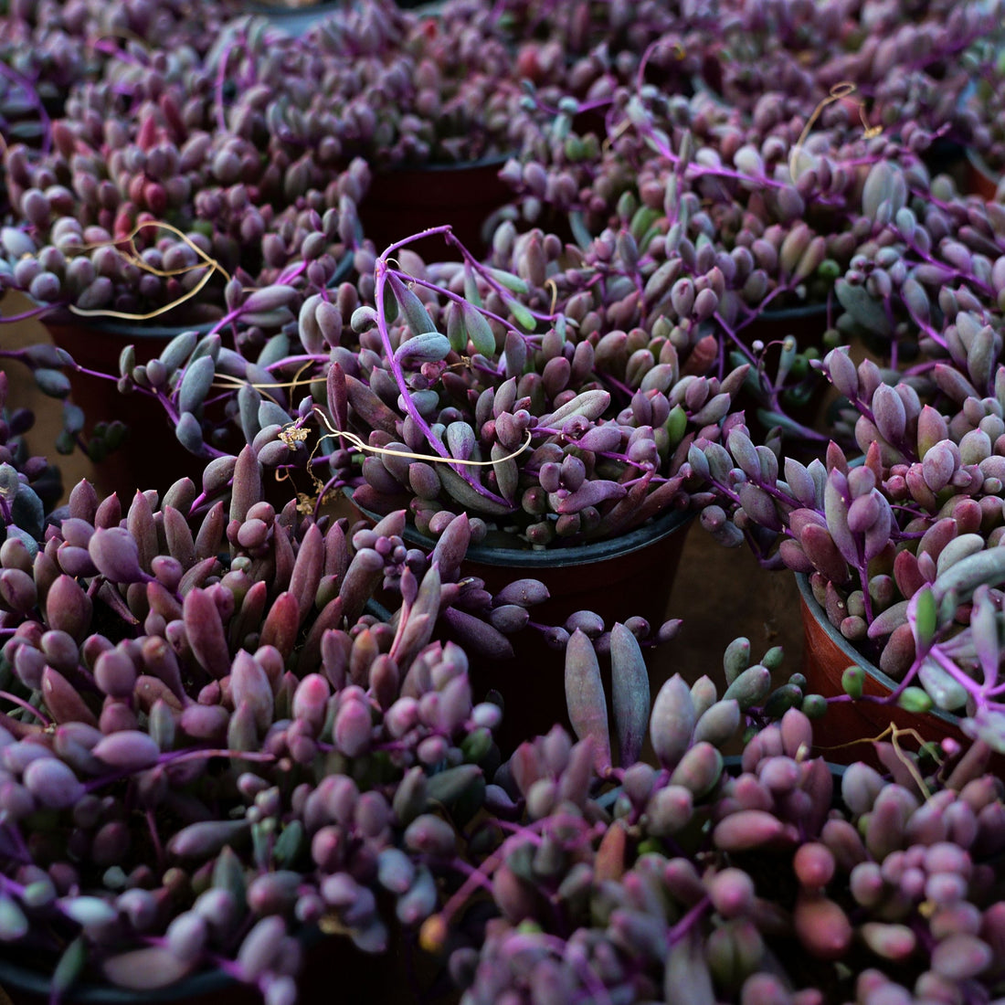 5'' Othonna Capensis Bailey, Rare Live Succulent Plants