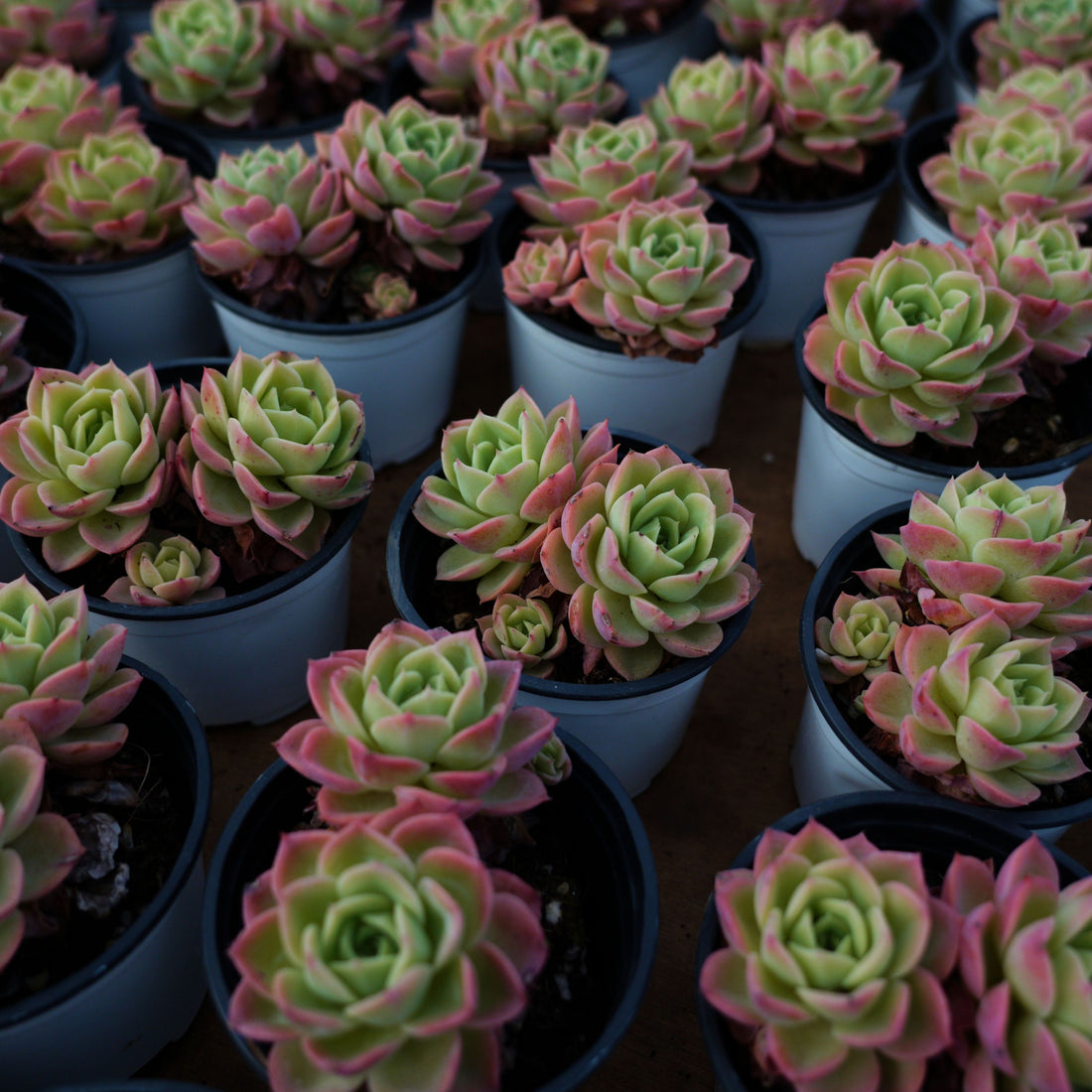4'' Echeveria Hami Melon, Rare Live Succulent Plants