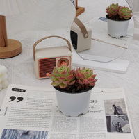 4'' Echeveria Hami Melon, Rare Live Succulent Plants