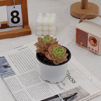 4'' Echeveria Hami Melon, Rare Live Succulent Plants