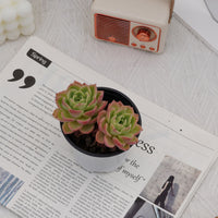 4'' Echeveria Hami Melon, Rare Live Succulent Plants