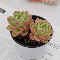 4'' Echeveria Hami Melon, Rare Live Succulent Plants