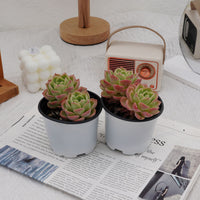 4'' Echeveria Hami Melon, Rare Live Succulent Plants