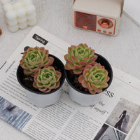 4'' Echeveria Hami Melon, Rare Live Succulent Plants