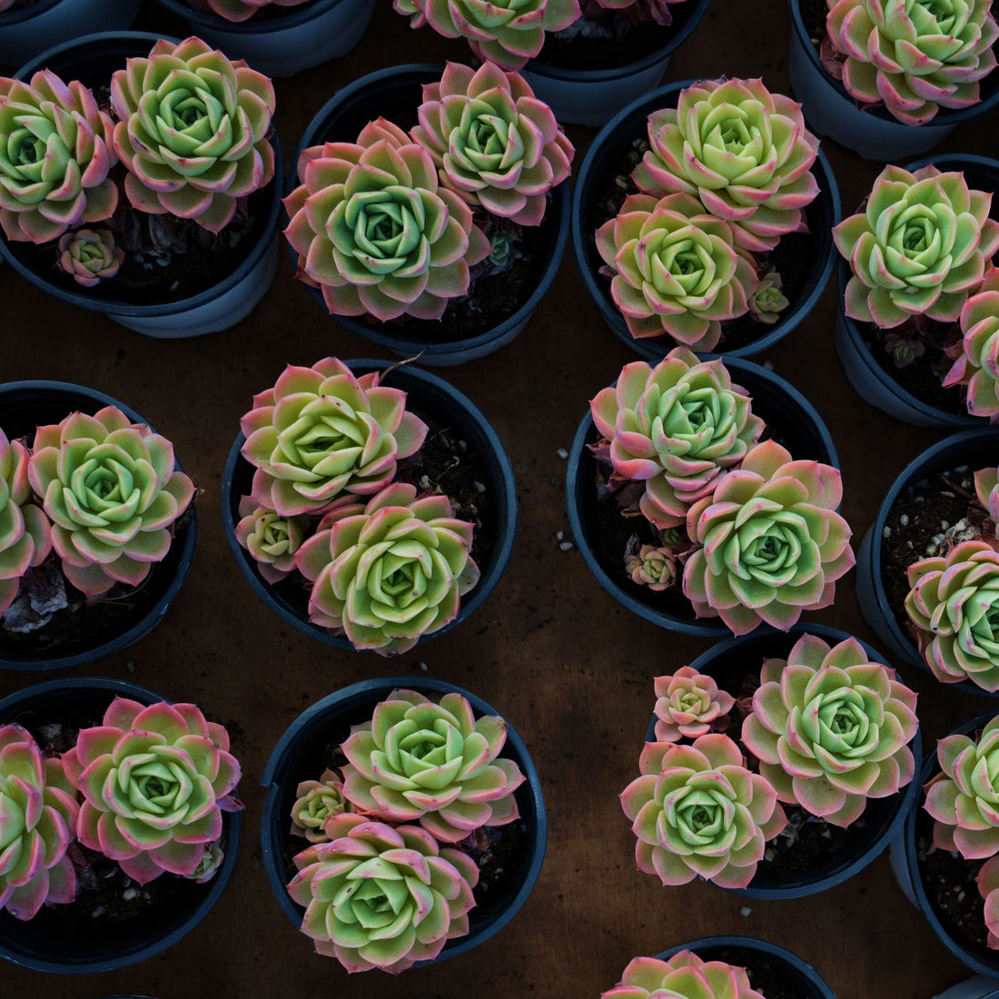 4'' Echeveria Hami Melon, Rare Live Succulent Plants