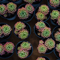 4'' Echeveria Hami Melon, Rare Live Succulent Plants