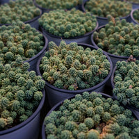 4'' Sedum Dasyphyllum Opaline, Rare Live Succulent Plants