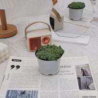 4'' Sedum Dasyphyllum Opaline, Rare Live Succulent Plants