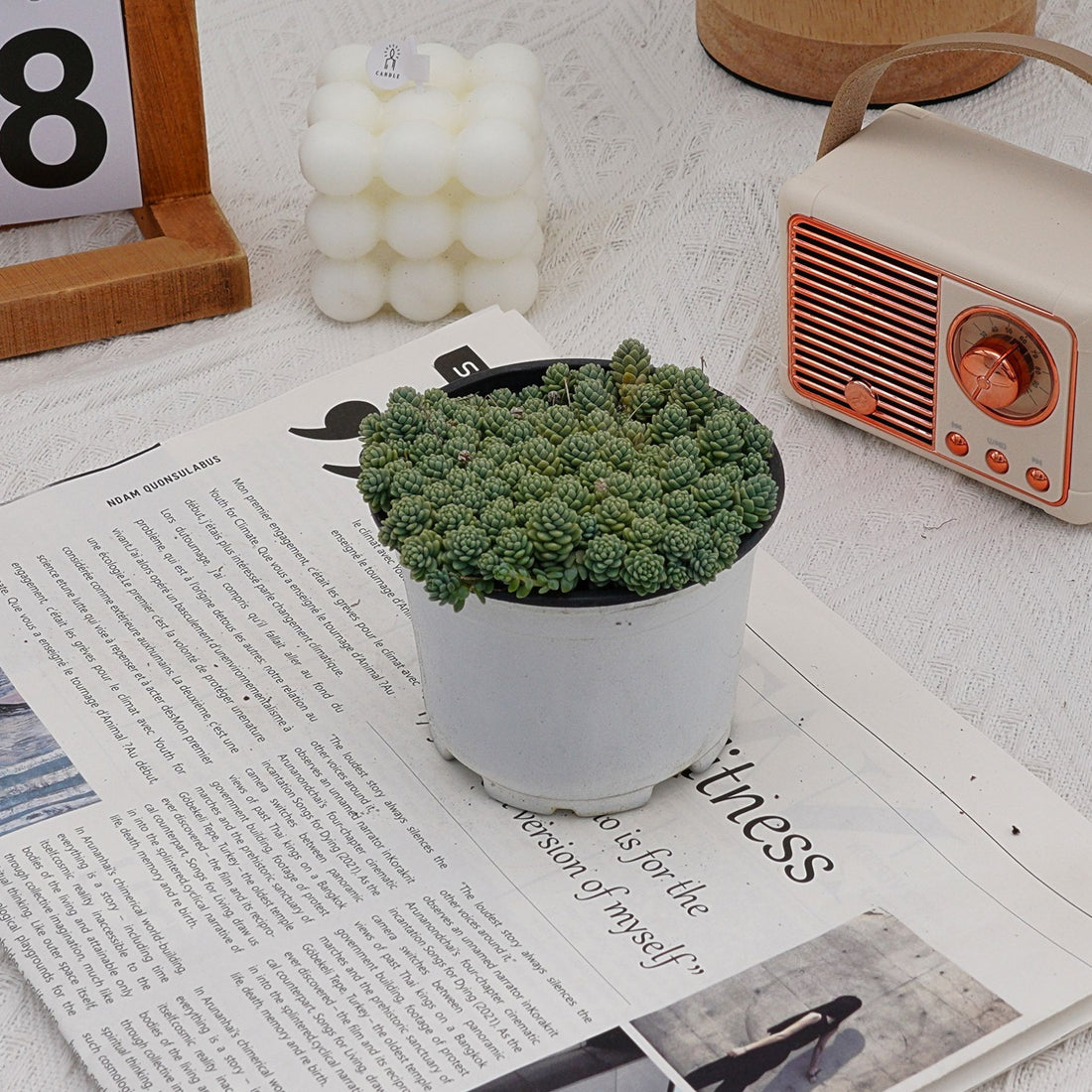 4'' Sedum Dasyphyllum Opaline, Rare Live Succulent Plants