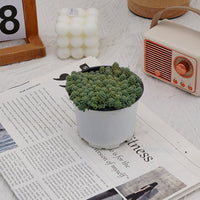 4'' Sedum Dasyphyllum Opaline, Rare Live Succulent Plants