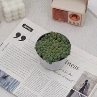 4'' Sedum Dasyphyllum Opaline, Rare Live Succulent Plants